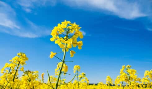 Was ist Biodiesel: Weite Ansicht eines bl&uuml;henden gelben Rapsfelds, dem dominierenden europ&auml;ischen Rohstoff zur Herstellung von B100-Biodiesel (RME)