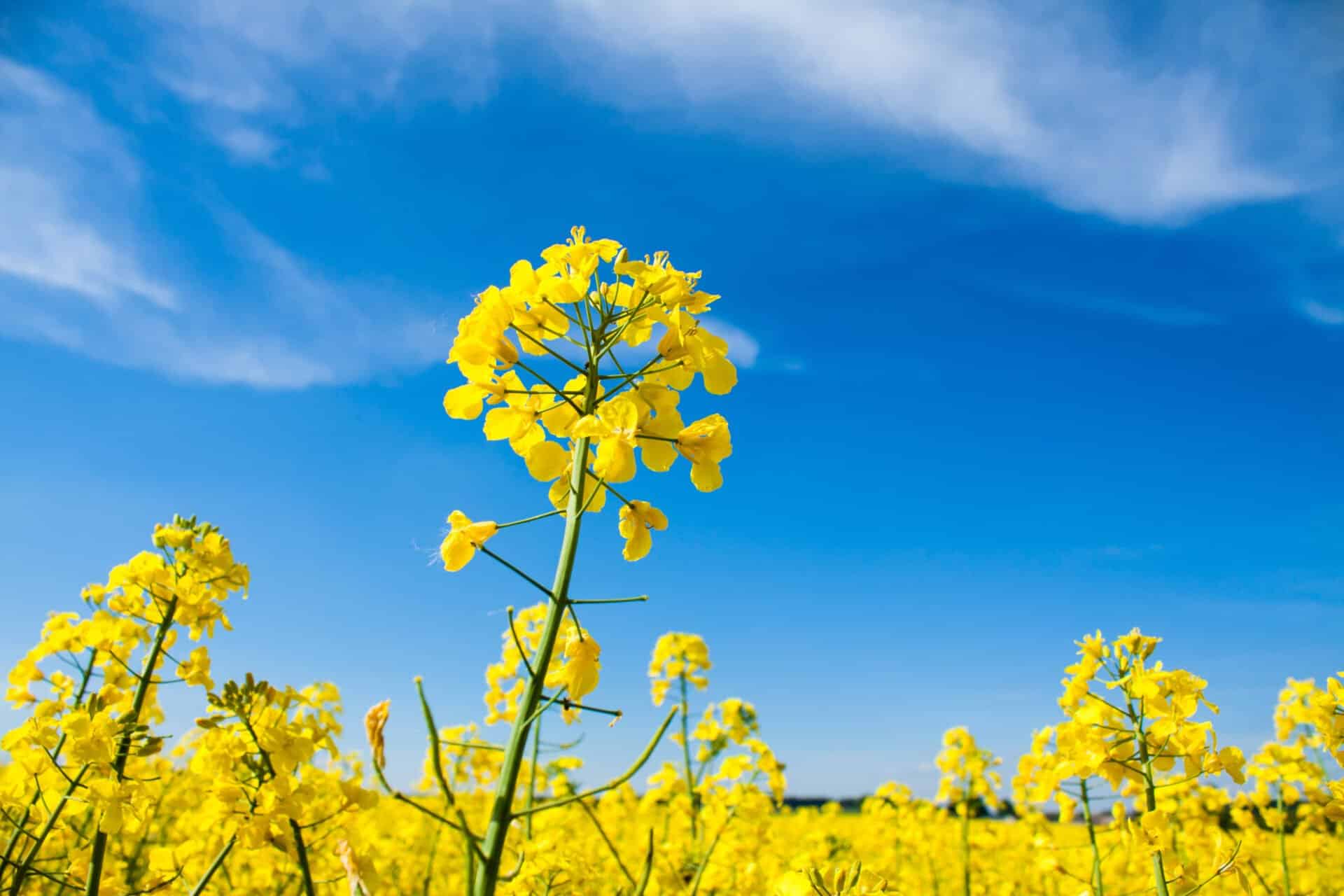 Was ist Biodiesel: Weite Ansicht eines blühenden gelben Rapsfelds, dem dominierenden europäischen Rohstoff zur Herstellung von B100-Biodiesel (RME)